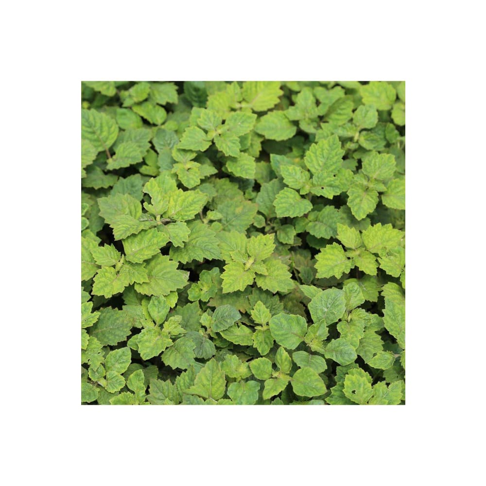 عطر مونت بلانك اكسبلورر 200مل