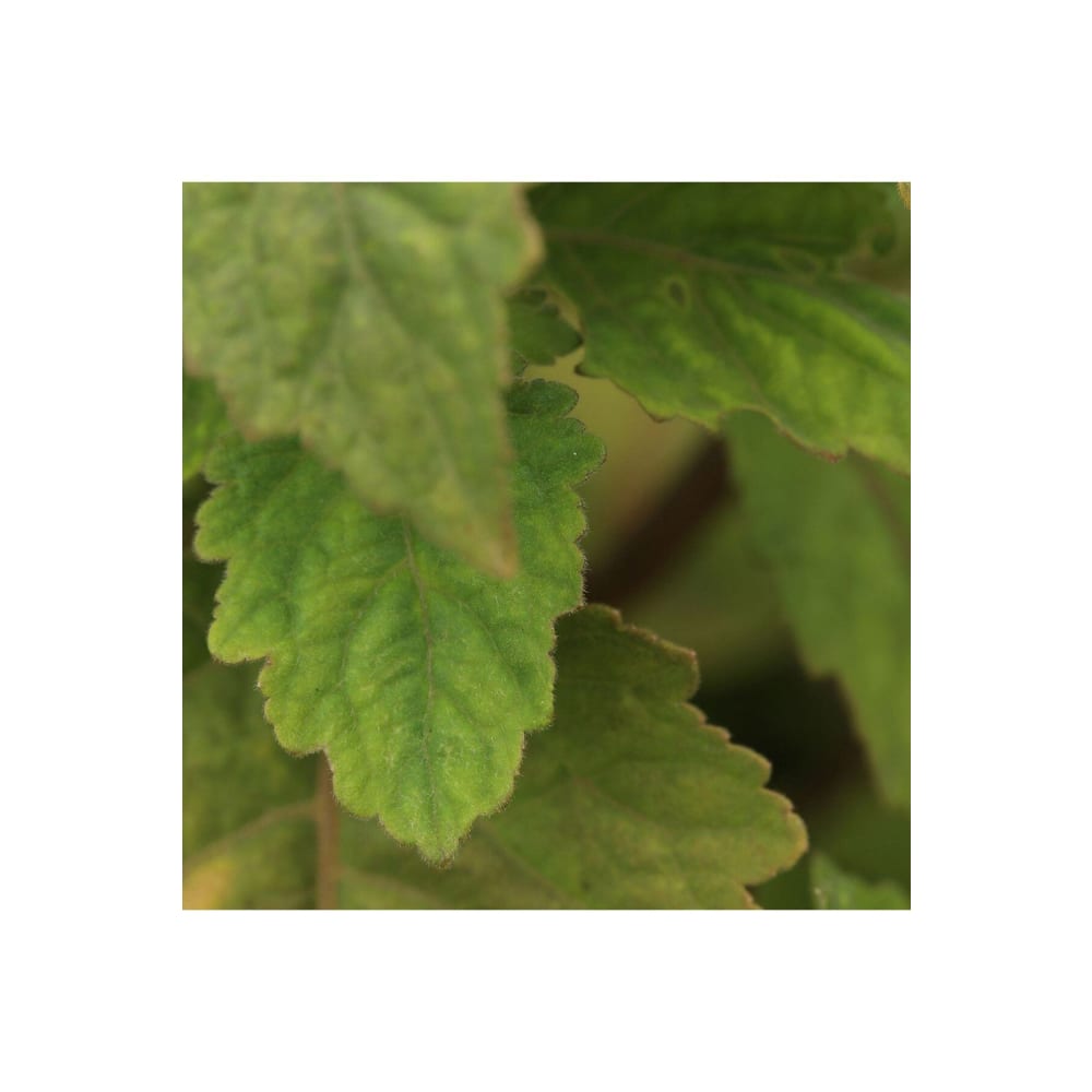 عطر مونت بلانك اكسبلورر 200مل